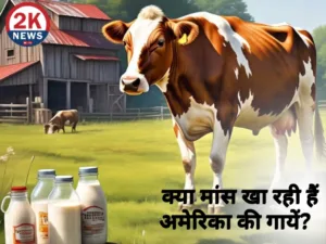 Non-Veg Milk Controversy 2knews